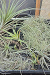 Tillandsia Mixed Species Starter Pack 04