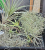 Tillandsia Mixed Species Starter Pack 04