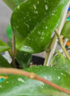 Hoya snowball