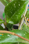 Hoya snowball