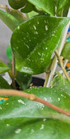 Hoya snowball