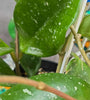 Hoya snowball