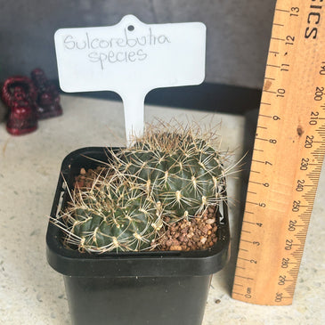 Sulcorebutia species