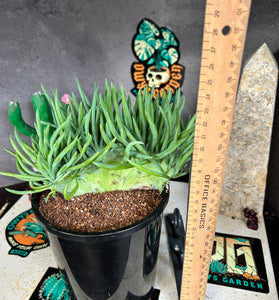 Senecio vitalis f. Cristata ( mermaids tail )