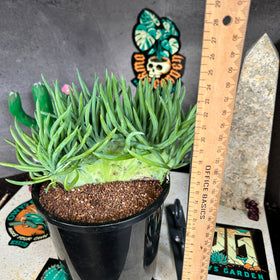 Senecio vitalis f. Cristata ( mermaids tail )