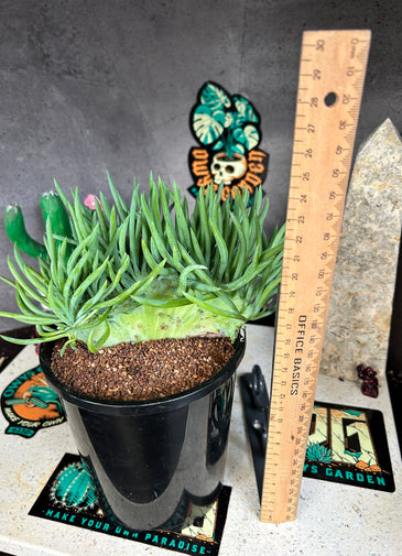 Senecio vitalis f. Cristata ( mermaids tail )