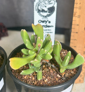 Rhombophyllum dolabriforme