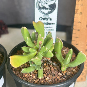 Rhombophyllum dolabriforme