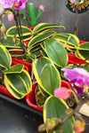 Phalaenopsis Sogo Vivien (Sogo Alice x Zuma's Pixie) - Variegated - Currently In Bloom!