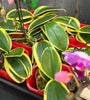 Phalaenopsis Sogo Vivien (Sogo Alice x Zuma's Pixie) - Variegated - Currently In Bloom!