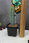 Myrtillocactus geometrizans 'elite' reversion