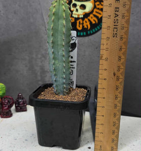 Myrtillocactus geometrizans 'elite' reversion