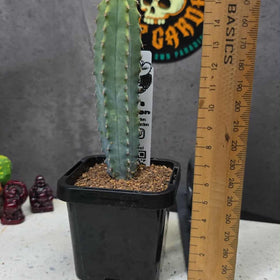 Myrtillocactus geometrizans 'elite' reversion