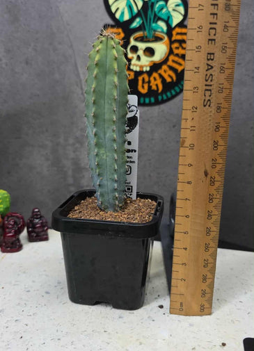 Myrtillocactus geometrizans 'elite' reversion