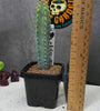 Myrtillocactus geometrizans 'elite' reversion