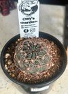 Echinopsis marsoneri