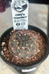Echinopsis marsoneri