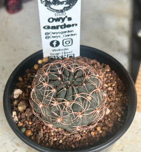 Echinopsis marsoneri