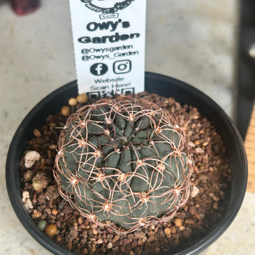 Echinopsis marsoneri