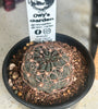 Echinopsis marsoneri