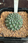 Sulcorebutia species