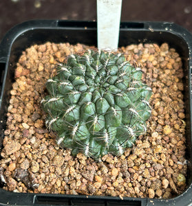 Sulcorebutia species