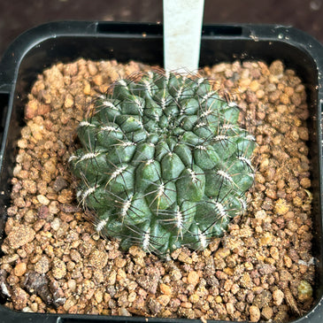 Sulcorebutia species