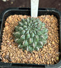 Sulcorebutia species