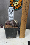 Copiapoa tenusissima (Double Head)