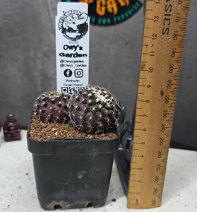 Copiapoa tenusissima (Double Head)