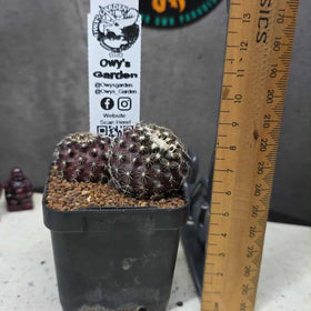 Copiapoa tenusissima (Double Head)