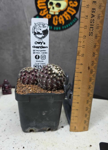 Copiapoa tenusissima (Double Head)
