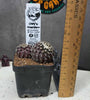 Copiapoa tenusissima (Double Head)