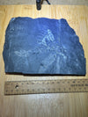 Fern leaf fossil