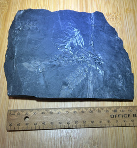Fern leaf fossil
