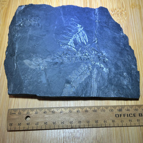 Fern leaf fossil