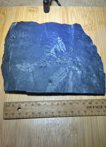 Fern leaf fossil