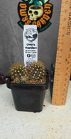 Lobivia sp. (Orange Flower)