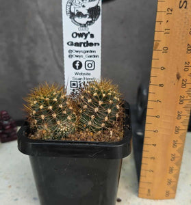 Lobivia sp. (Orange Flower)