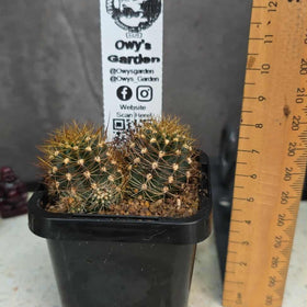 Lobivia sp. (Orange Flower)