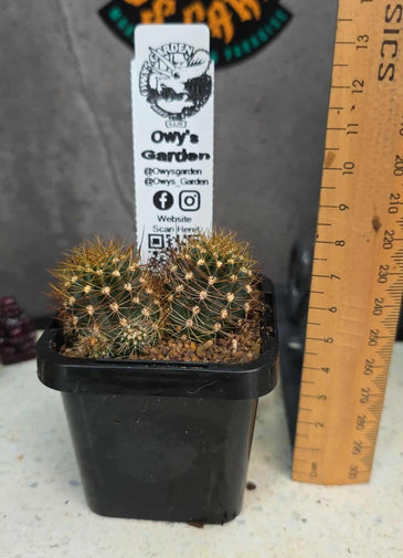 Lobivia sp. (Orange Flower)