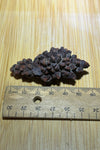 Coprolite ( fossilised poo )