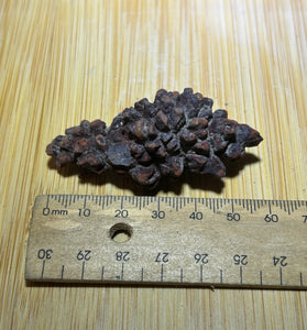 Coprolite ( fossilised poo )