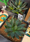 Agave 'burnt burgundy'