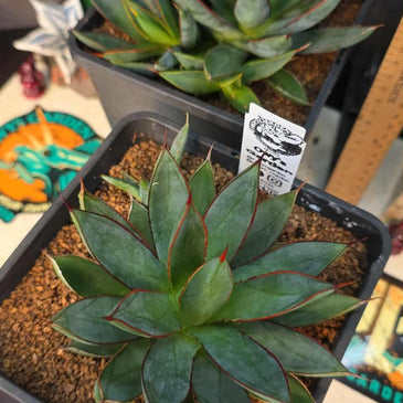 Agave 'burnt burgundy'