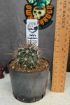 Carnegiea gigantea (Saguaro)