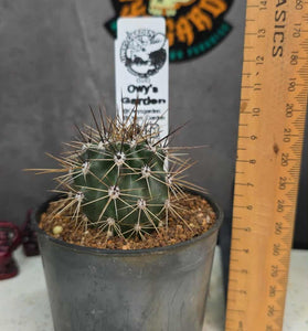 Carnegiea gigantea (Saguaro)