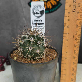 Carnegiea gigantea (Saguaro)