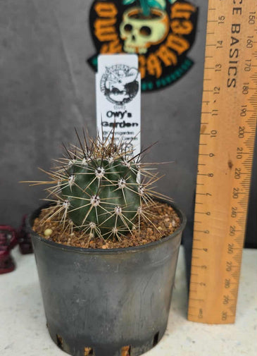 Carnegiea gigantea (Saguaro)