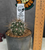 Carnegiea gigantea (Saguaro)